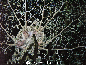 Night Lace- Basket Star unfurled & feeding- by Lisa Hinderlider 